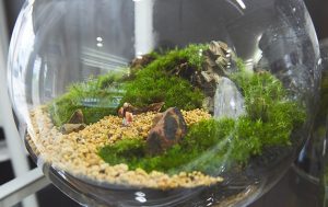 苔のテラリウム 東京都心で女性が暮らしやすいシェアハウス 苔のテラリウム 東京都心で女性が暮らしやすいシェアハウス